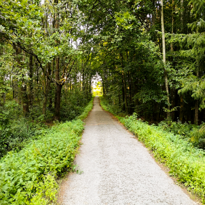 lush green walking trail